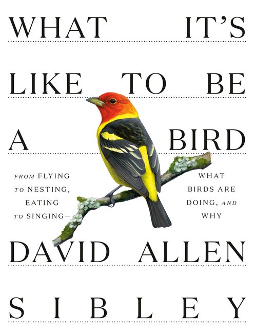 Item #299730 What It's Like To be a Bird (Sibley Guides). David Allen Sibley.