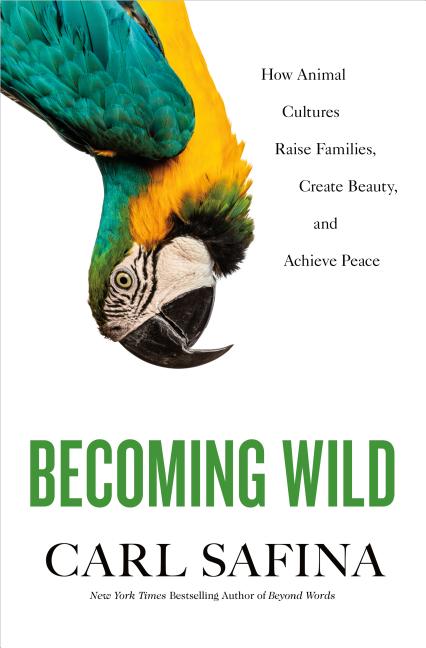 Item #311342 Becoming Wild: How Animal Cultures Raise Families, Create Beauty, and Achieve Peace....
